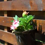 Amigo